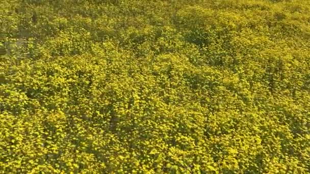 Goldfields Flowers California Super Bloom 2023 Carrizo Plain Dolly California — Vídeo de stock