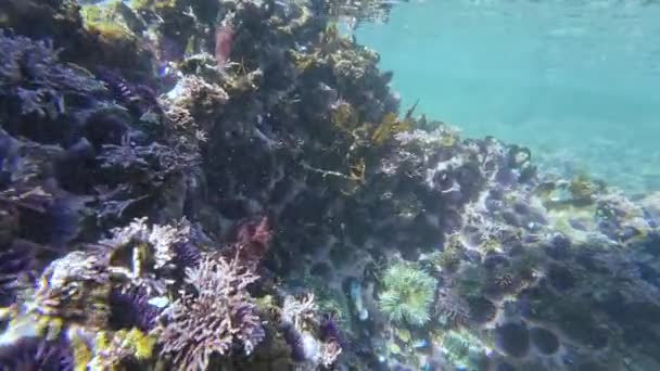 Piscina Marea Dell Oceano Pacifico Anemone Subacqueo Riccio Mare Viola — Video Stock