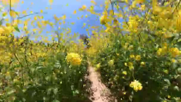 Каліфорнія Супер Блум Літає Крізь Дикі Квіти Сша — стокове відео