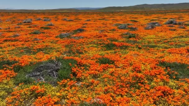 Antelope Valley California Poppy Super Bloom 2023 Dolly Lancaster California — Vídeo de stock