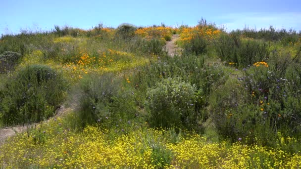 California Super Bloom Goldfields Poppy Flowers Diamond Valley Lake Hills — Stock Video