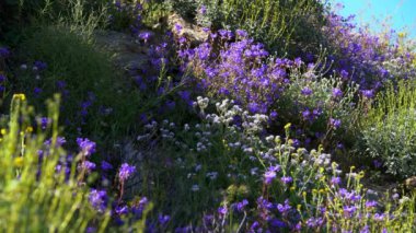 Kaliforniya Süper Bloom Canterbury Bell Çiçekleri Diamond Valley Lake USA 'de