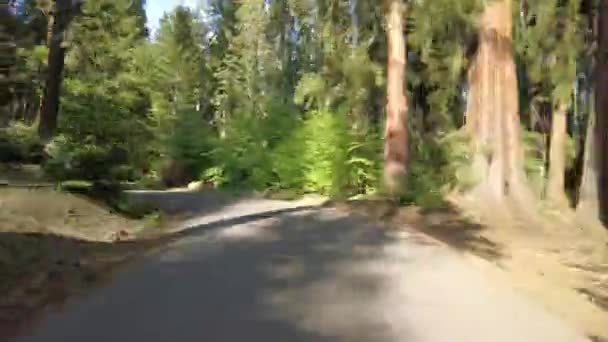 Hyperlapse Conducerea Parcului Național Sequoia Semilună Pajiște Vedere Din Spate — Videoclip de stoc