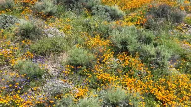 Diamond Valley Lake Wildflower Trail California Poppy Super Bloom Dolly — Vídeo de stock