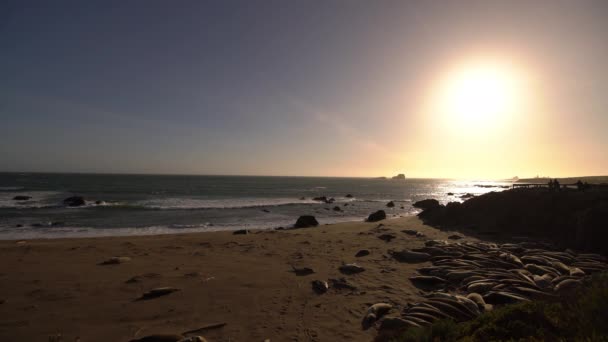 Big Sur Elephant Seals Sunset Wide San Simeon Tourists California — Stock Video