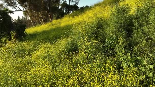 Los Angeles Kennethy Park Mustard Flowers Super Blom 2023 Dolly — стоковое видео