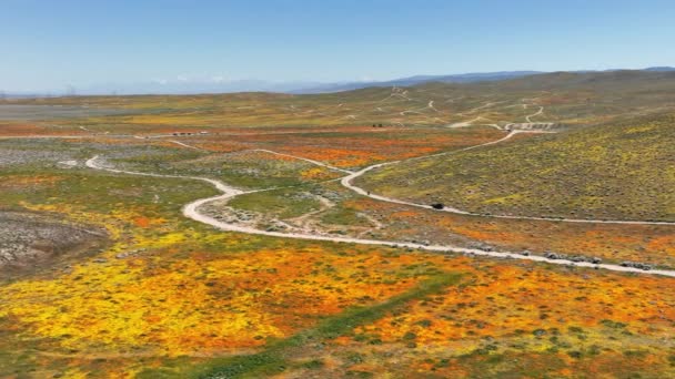 Poppy Wildflowers Super Bloom 2023 Aerial Shot Antelope Valley — Vídeo de Stock