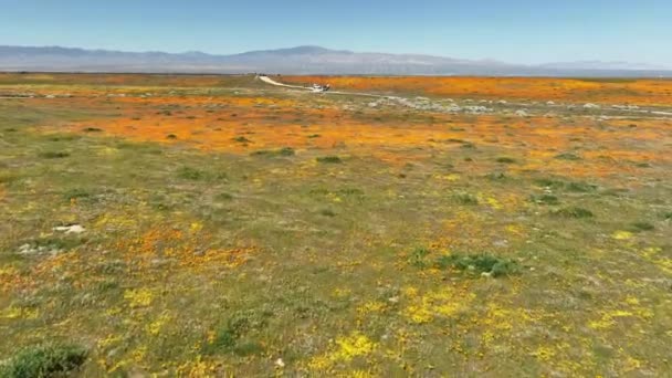 Antelope Valley Unikko Goldfields Wildflowers Aerial Shot Forward — kuvapankkivideo