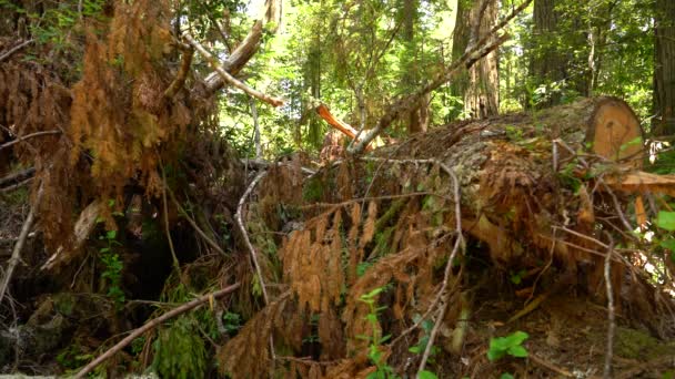 Национальный Парк Редвуд Вырубил Деревья Роще Леди Бёрд Джонсон Калифорния — стоковое видео