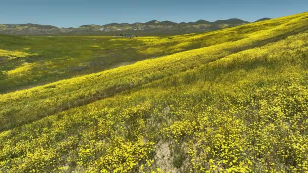 Carrizo Plain Super Bloom Kukat Ilmakuva Kaliforniassa Yhdysvalloissa — kuvapankkivideo