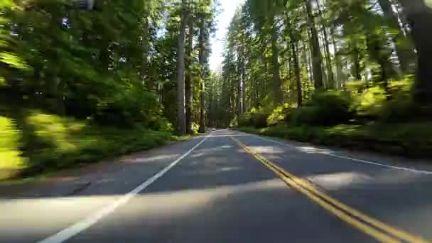 Redwood National Park Del Norte Coast Rear View 101 Northbound — Stockvideo