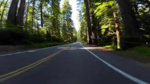Redwood National Park Del Norte Coast Front View 101 Northbound — Stockvideo