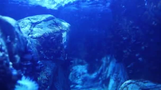 Kayalıklı Altında Okyanus — Stok video