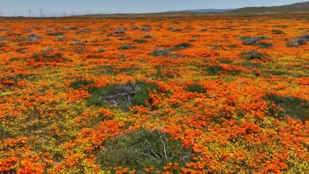 Antelope Valley California Poppy Reserve Super Bloom 2023 Dolly Lancaster — Video Stock