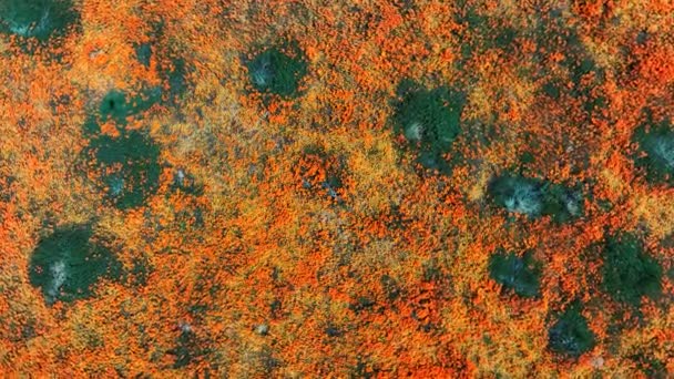 California Super Blom Aerial Shot Top Antelope Valley Spin — стоковое видео