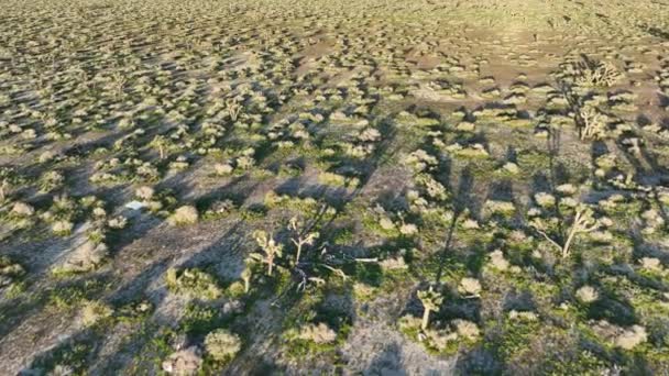 Пустыня Мохаве Палмдейле Аэросъемка Джошуа Три Вперед Калифорния Сша — стоковое видео