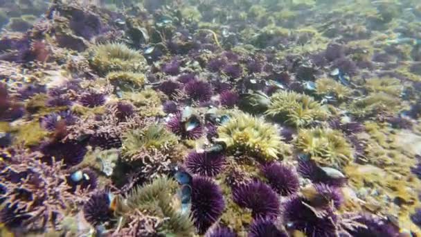 California Purple Sea Urchin Переполненность Подводное Медленное Движение 120Fps — стоковое видео