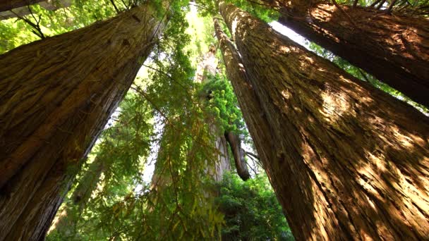 カリフォルニア州プレーリークリークでレッドウッド国立公園熱帯雨林 アメリカ合衆国世界遺産 — ストック動画