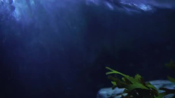 Подводные Волны Ночью Скалах — стоковое видео
