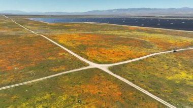 Antilop Vadisi Güneş Enerjisi Santrali California Poppy ve Goldfields Süper Bloom Hava Çekimi Lancaster California 'da