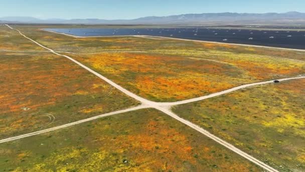 Antelope Valley Solar Power Plant California Poppy Goldfields Super Bloom — Stock video