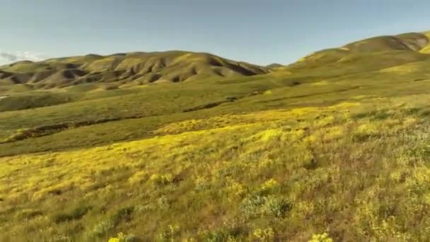 Carrizo Plain Sunset California Goldfields Aerial Shot Orbit Rapp California — Stock videók