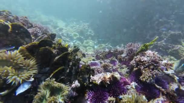 Purple Sea Urchin Covered California Coast Underwater Slow Motion 120Fps — Stock Video