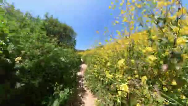 California Super Bloom Wilde Bloemen Mountainbike Front View Mp4 — Stockvideo