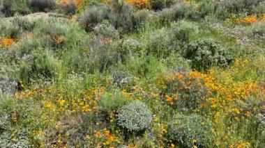 Kaliforniya 'daki Diamond Valley Gölü Poppy Super Bloom Dolly R Fast.