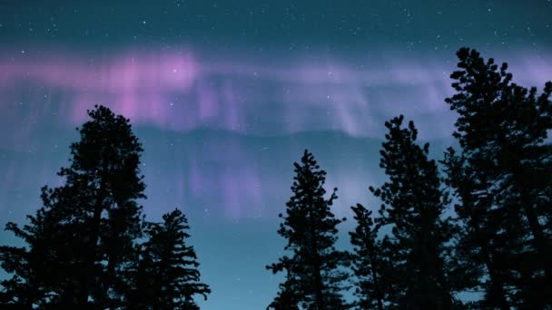 Aurora Purple Pine Trees Silhouette Loop — Stock video
