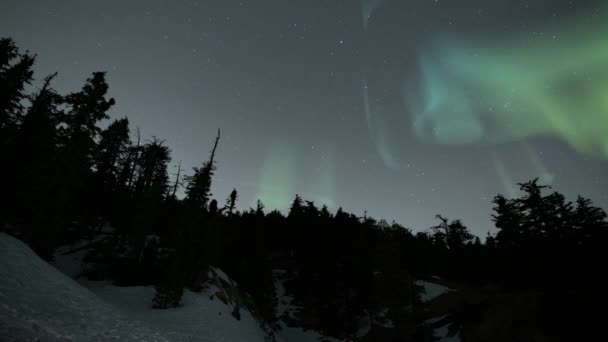 Aurora Green Männyn Yläpuolella Forest Snow Loop — kuvapankkivideo
