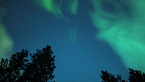 Aurora Green Starry Sky Yli Mänty Puut Siluetti Silmukka — kuvapankkivideo
