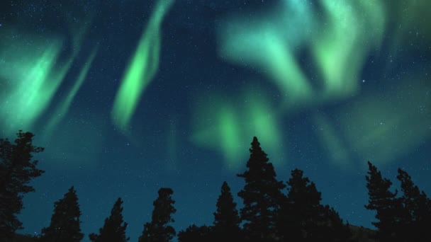 Aurora North Star Polaris Forest Astrophotography Time Lapse Simulated Revontulet — kuvapankkivideo