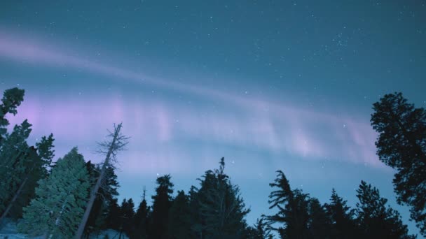 Aurora Starry Sky Kaakkoon Yli Talven Lumi Mänty Metsä Aika — kuvapankkivideo