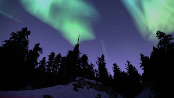 Aurora Verde Purple Starry Sky Winter Forest Loop — Vídeos de Stock
