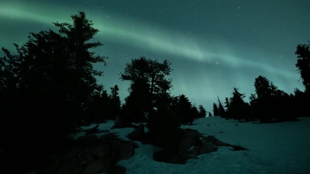 Aurora Verde Sobre Silueta Pino Cubierto Nieve Loop — Vídeos de Stock