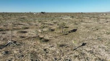 Joshua Tree Mojave Çölü Havadan Çekimi Lancaster R California ABD