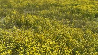Carrizo Plain California Super Bloom 2023 Dolly R, ABD