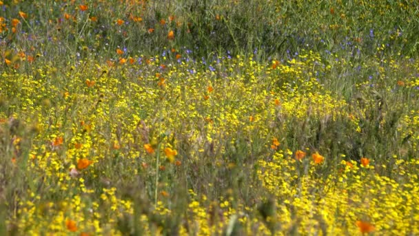 California Super Bloom Wildflowers Goldfields Poppy Flowers Diamond Valley Lake — Stockvideo