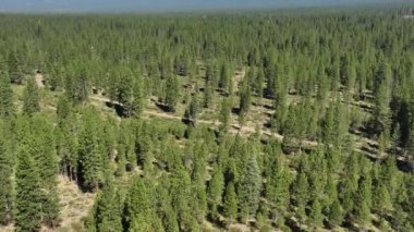 Shasta Vista Dağı Hava Atışı İleri Eğik Telephoto California ABD