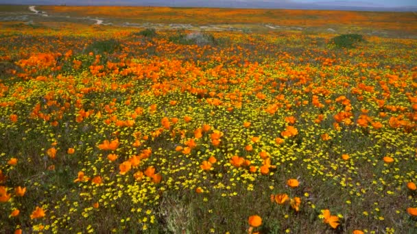 Kalifornia Poppy Goldfields Flowers Wild Flower Super Bloom Ban Antelope — Stock videók