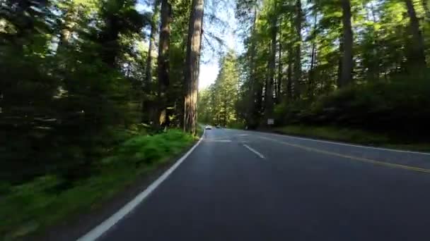 Redwood Ulusal Parkı Del Norte Sahili Arka Manzara 101 Kuzey — Stok video