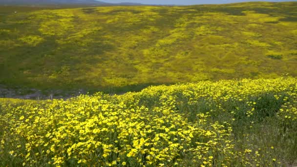California Super Bloom Goldfields Carrizo Plain California Amerikai Egyesült Államok — Stock videók