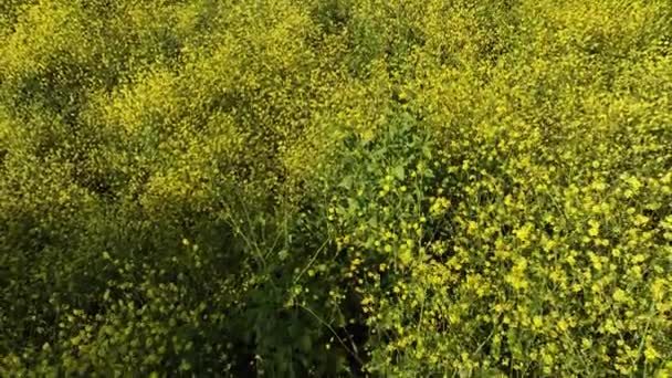 Mustard Flowers Super Bloom 2023 Dolly Back Kenneth Hahn Park — Stock Video