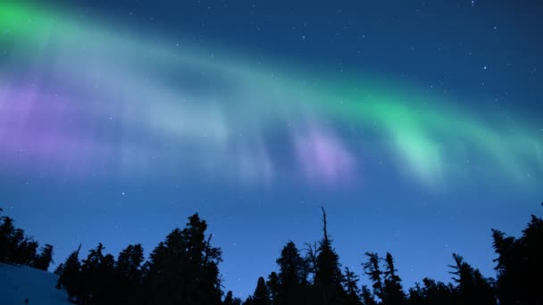 Aurora Verde Roxo Acima Floresta Inverno Loop — Vídeo de Stock