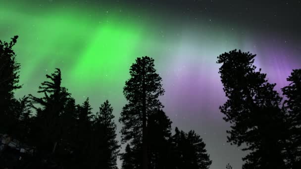 Aurora Πάνω Από Πεύκα Silhouette Δέντρα Και Αναβατήρες Σκι Βρόχο — Αρχείο Βίντεο