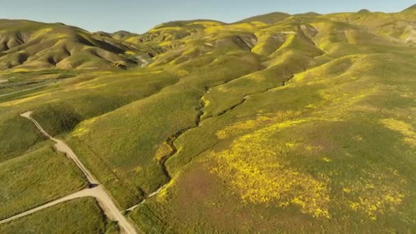 Carrizo Plain Wildflowers Sunset Aerial Shot Orbit Califórnia Eua — Vídeo de Stock