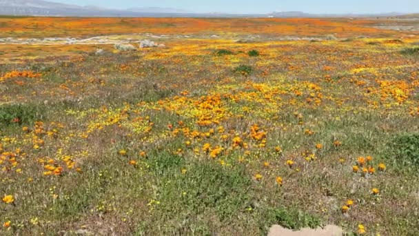 Каліфорнія Poppy Wildflowers Super Bloom 2023 Доллі Антелопед Ланкастері Каліфорнія — стокове відео