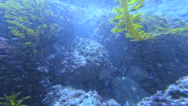 海藻が付いている太平洋の水中 — ストック動画