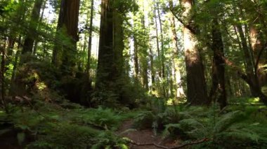 Giants yağmur ormanları kurucuları Grove Humboldt Kaliforniya 'dan Redwood Bulvarı.